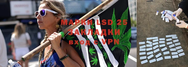 прущие грибы Ельня